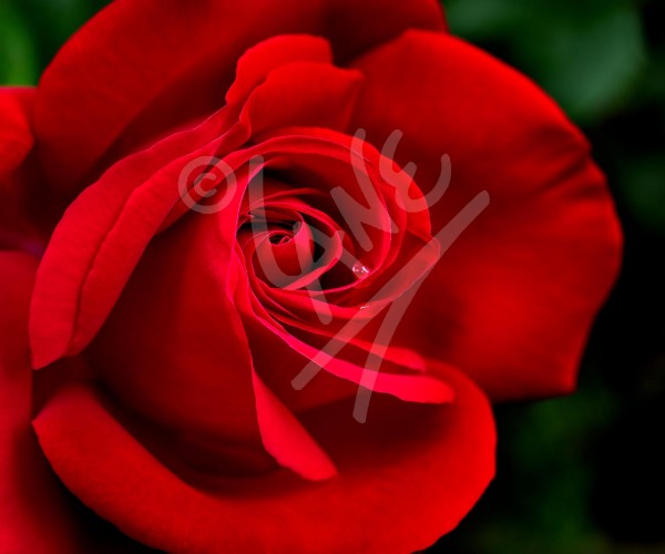 TASMANIA Red Rose